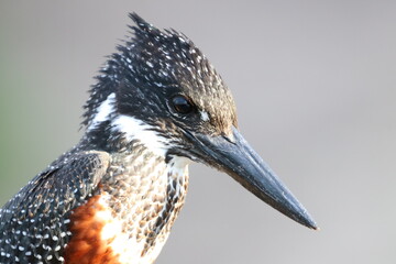 Giant Kingfisher by the Chobe River in Botswana