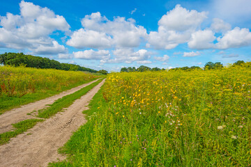 Fototapeta na wymiar Lush green foliage of trees and yellow and white wild flowers in a field below a blue cloudy sky in sunlight in summer, Almere, Flevoland, The Netherlands, July 22, 2020