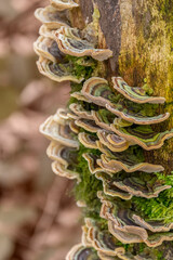 natural bracket fungi closeup