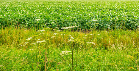 Potato plants growing and flowering in an agricultural field along a grassy meadow with wild flowers in the countryside below a blue cloudy sky in sunlight in summer, Almere, Flevoland, The Netherland