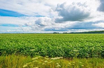 Fototapeta na wymiar Potato plants growing and flowering in an agricultural field along a grassy meadow with wild flowers in the countryside below a blue cloudy sky in sunlight in summer, Almere, Flevoland, The Netherland