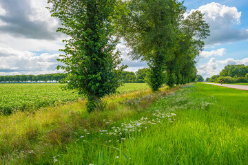 Potato plants growing and flowering in an agricultural field along a grassy meadow with wild flowers in the countryside below a blue cloudy sky in sunlight in summer, Almere, Flevoland, The Netherland