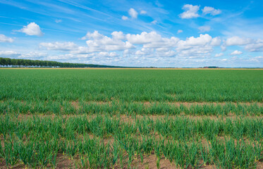 Vegetables in an agricultural field in the countryside below a blue cloudy sky in sunlight in summer, Almere, Flevoland, The Netherlands, July 22, 2020