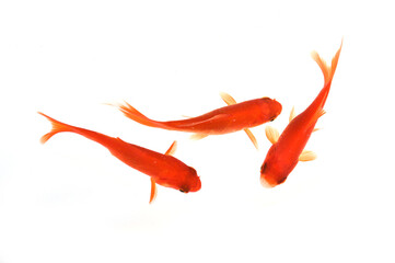 goldfish on white background top view