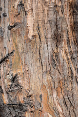 eucalyptus bark background