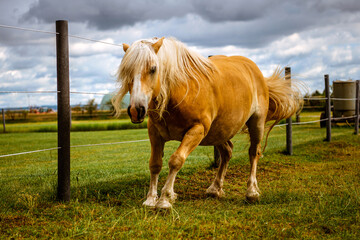 Redhead horse in paddock at farm