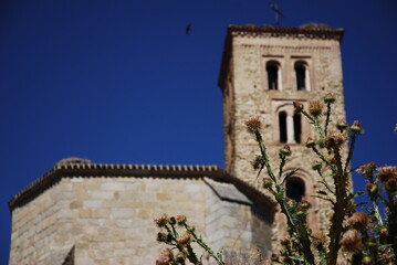 planta de  flores espinosas frente a fachada de iglesia medieval