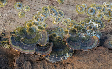 natural bracket fungus closeup
