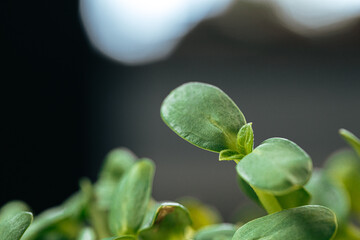 Close-up of young green sprouts of micro greens