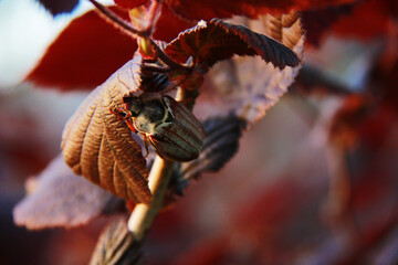 may bug disguise between hazel leafs