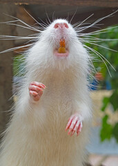 Coypu (Myocastor coypus), also known as nutria
