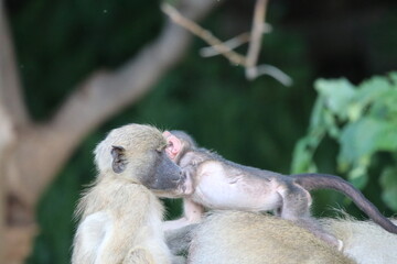 Baby baboons playing by the Chobe River in Botswana