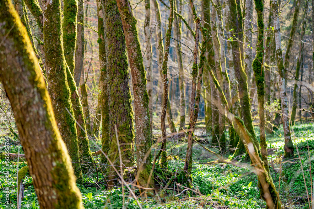 Canvas Prints forest at spring time