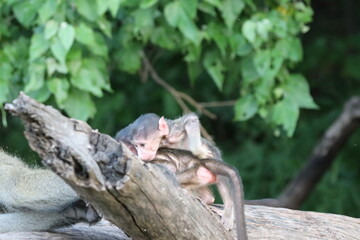 Baby baboons playing by the Chobe River in Botswana