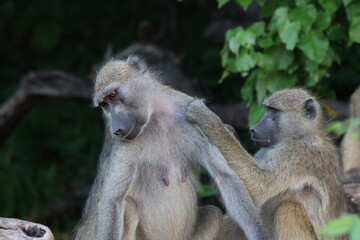 Obraz premium Baby baboons playing by the Chobe River in Botswana