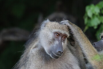 Baby baboons playing by the Chobe River in Botswana