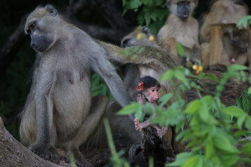 Bamboons playing by the Chobe River in Botswana