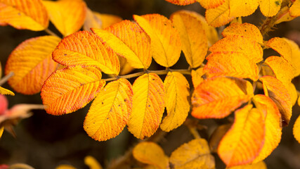 Bright wild rose in autumn