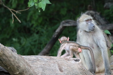Bamboons playing by the Chobe River in Botswana