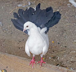 big Beautiful pigeon in zoo