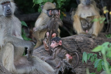 Obraz premium Bamboons playing by the Chobe River in Botswana