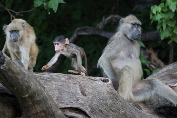 Bamboons playing by the Chobe River in Botswana