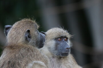 Bamboons playing by the Chobe River in Botswana
