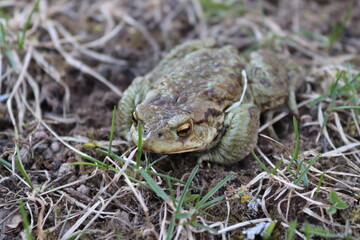 frog on the ground