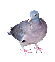 big Beautiful pigeon