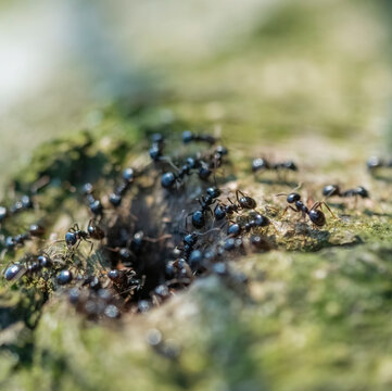 jet black ants