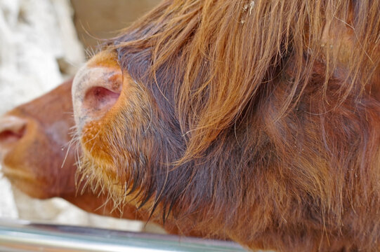 Nose Of Scotish Highland Cattle