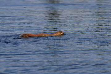 Red Squirrel swimming across a small water body. 