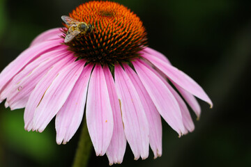 bee on a flower