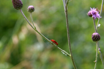 Brown mustachioed beetle sits on the flower