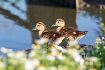 Ducklings of a musky duck on green water of the pond