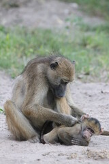 Bamboons playing by the Chobe River in Botswana