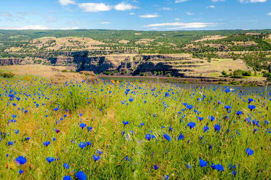 A field of Bachelor Button flowers in the Tom McCall Preserve in the Rowena Bluffs near Rowena Oregon