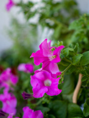 Fototapeta premium Kwiaty na balkonie 