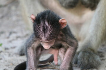 Bamboons playing by the Chobe River in Botswana