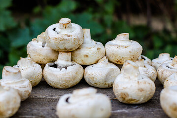 fresh mushrooms champignons harvest food background copy space organic eating healthy raw keto or paleo diet