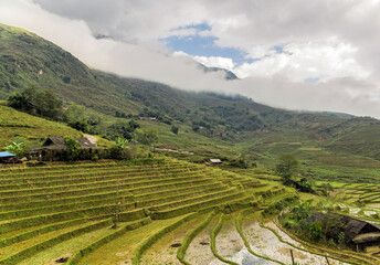 Fototapeta na wymiar Paddy Rice Harvest at highlands of Sa Pa in Vietnam