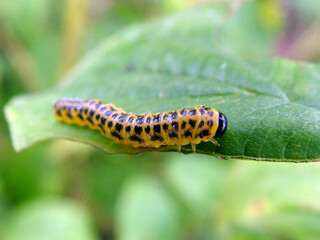 Horizontal image of a late-instar larva of dogwood sawfly (Macremphytus tarsatus) feeding on a shrubby dogwood (Cornus sericea 'Bud's Yellow')