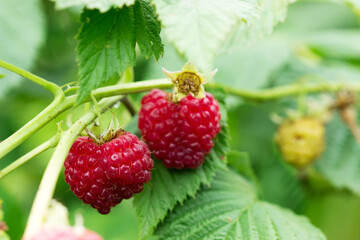 Ripe raspberries on a branch in the home garden.
