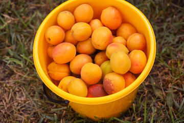 Freshly harvested ripe organic apricots in a yellow bucket