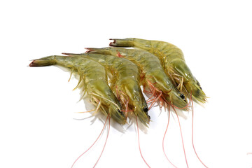 Four prawns on a white background
