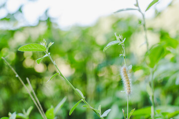 Caterpillar of a Tiger Moth Tribe Arctiini in the Summer on a Green Plant in a Garden