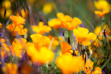 Fields of wildflowers in the Columbia River Gorge Nartional Scenic Area near Mosier, Oregon.