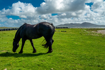 Fototapeta na wymiar Irish Countryside view with black horse in County Donegal