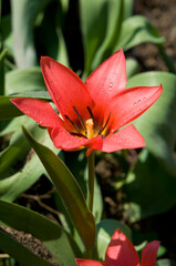 Tulipan