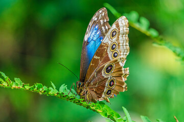 Fototapeta na wymiar Blue Morpho butterfly, Morpho peleides isolated on green leaf.
